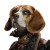 Fashionable Beagle Portrait Vinyl Car Decal Sticker – Waterproof & UV-Resistant 6.826666666666667"