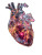 Glowing Heart Study Vinyl Car Decal Sticker – Waterproof & UV-Resistant 4.1066666666666665"