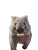 Guilty Wombat Selfie Vinyl Car Decal Sticker – Waterproof & UV-Resistant 8.213333333333333"