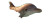 Golden Dolphin Vinyl Car Decal Sticker – Waterproof & UV-Resistant 2.72"