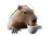 Capybara Sips Cappuccino Vinyl Car Decal Sticker – Waterproof & UV-Resistant 2.986666666666667"