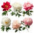 Peony Flowers Vinyl Car Decal Sticker – Waterproof & UV-Resistant 3.4133333333333336"