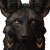 Golden-Eyed Jackal Vinyl Car Decal Sticker – Waterproof & UV-Resistant 3.4133333333333336"