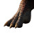 Dinosaur Foot Close-Up Vinyl Car Decal Sticker – Waterproof & UV-Resistant 3.4133333333333336"