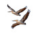 Glossy Pelicans Flight Vinyl Car Decal Sticker – Waterproof & UV-Resistant 3.4133333333333336"