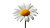 Chamomilla Flower Vinyl Car Decal Sticker – Waterproof & UV-Resistant 5.4