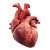 Human Heart Anatomy Vinyl Car Decal Sticker – Waterproof & UV-Resistant 3.4133333333333336"