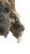 Lion Cloud Hybrid Vinyl Car Decal Sticker – Waterproof & UV-Resistant 9.706666666666667"