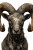 Ram'S Horns Vinyl Car Decal Sticker – Waterproof & UV-Resistant 4.4