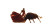 Matador Confronting Bull Vinyl Car Decal Sticker – Waterproof & UV-Resistant 5.4