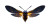 Firefly Close-Up Vinyl Car Decal Sticker – Waterproof & UV-Resistant 5.4