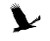 Flying Eagle Silhouette Vinyl Car Decal Sticker – Waterproof & UV-Resistant 6.