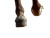 Horse'S Hoof Stomp Vinyl Car Decal Sticker – Waterproof & UV-Resistant 6.1866666666666665"