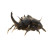Giant Aggressive Beetle Vinyl Car Decal Sticker – Waterproof & UV-Resistant 3.4133333333333336"