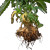 Cannabis Root Rot Vinyl Car Decal Sticker – Waterproof & UV-Resistant 3.4133333333333336"