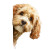 Peeking Cockapoo Vinyl Car Decal Sticker – Waterproof & UV-Resistant 3.4133333333333336"