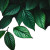 Green Leaves V3 Vinyl Car Decal Sticker – Waterproof & UV-Resistant 6.826666666666667"