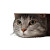 Cute Cat Peeking V6 Vinyl Car Decal Sticker – Waterproof & UV-Resistant 3.4133333333333336"