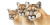 Puma Family Vinyl Car Decal Sticker – Waterproof & UV-Resistant 2.56"
