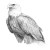 Bald Eagle Drawing Vinyl Car Decal Sticker – Waterproof & UV-Resistant 3.4133333333333336"
