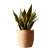Sansevieria Clay Pot Vinyl Car Decal Sticker – Waterproof & UV-Resistant 6.826666666666667"