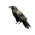 Raven On Branch V4 Vinyl Car Decal Sticker – Waterproof & UV-Resistant 6.826666666666667"