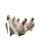 Roosters On Bugatti Vinyl Car Decal Sticker – Waterproof & UV-Resistant 8.0"