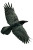 Flying Crow V5 Vinyl Car Decal Sticker – Waterproof & UV-Resistant 8.96"