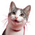 Smiling Gray Cat V3 Vinyl Car Decal Sticker – Waterproof & UV-Resistant 3.4133333333333336"