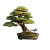 Pruning Bonsai Hands Vinyl Car Decal Sticker – Waterproof & UV-Resistant 3.4133333333333336"