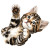 Playful Tabby Kitten V2 Vinyl Car Decal Sticker – Waterproof & UV-Resistant 6.826666666666667"