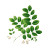 Vintage Moringa Drawing Vinyl Car Decal Sticker – Waterproof & UV-Resistant 3.4133333333333336"