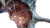 Pulsating Resin Coral Vinyl Car Decal Sticker – Waterproof & UV-Resistant 5.4