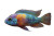 Electric Cichlid Vinyl Car Decal Sticker – Waterproof & UV-Resistant 5.97333333333333