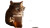 Cat With Laptop Vinyl Car Decal Sticker – Waterproof & UV-Resistant 5.4