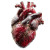 Human Heart Render Vinyl Car Decal Sticker – Waterproof & UV-Resistant 6.826666666666667"