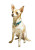 Chihuahua Portrait Vinyl Car Decal Sticker – Waterproof & UV-Resistant 4.32"
