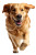 Excited Golden Retriever V3 Vinyl Car Decal Sticker – Waterproof & UV-Resistant 8.96"