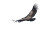 Condor In Flight Vinyl Car Decal Sticker – Waterproof & UV-Resistant 2.986666666666667"