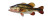 Hyperrealism Bass Study Vinyl Car Decal Sticker – Waterproof & UV-Resistant 2.