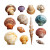 Assorted Seashells Vinyl Car Decal Sticker – Waterproof & UV-Resistant 3.4133333333333336"