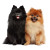 Pomeranian Pair Vinyl Car Decal Sticker – Waterproof & UV-Resistant 6.826666666666667"