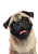 Smiling Pug Portrait Vinyl Car Decal Sticker – Waterproof & UV-Resistant 8.746666666666666"