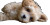 Fluffy Puppy Vinyl Car Decal Sticker – Waterproof & UV-Resistant 5.12"