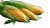 Fresh Corn Close-Up Vinyl Car Decal Sticker – Waterproof & UV-Resistant 5.4