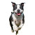 Happy Bullterrier Running Vinyl Car Decal Sticker – Waterproof & UV-Resistant 3.4133333333333336"