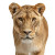 Lioness Portrait V3 Vinyl Car Decal Sticker – Waterproof & UV-Resistant 3.4133333333333336"