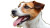 Playful Jack Russell V4 Vinyl Car Decal Sticker – Waterproof & UV-Resistant 5.4