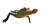 Crocodile'S Watermelon Hunt Vinyl Car Decal Sticker – Waterproof & UV-Resistant 2.56"