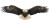 Eagle In Flight V7 Vinyl Car Decal Sticker – Waterproof & UV-Resistant 2.56"
